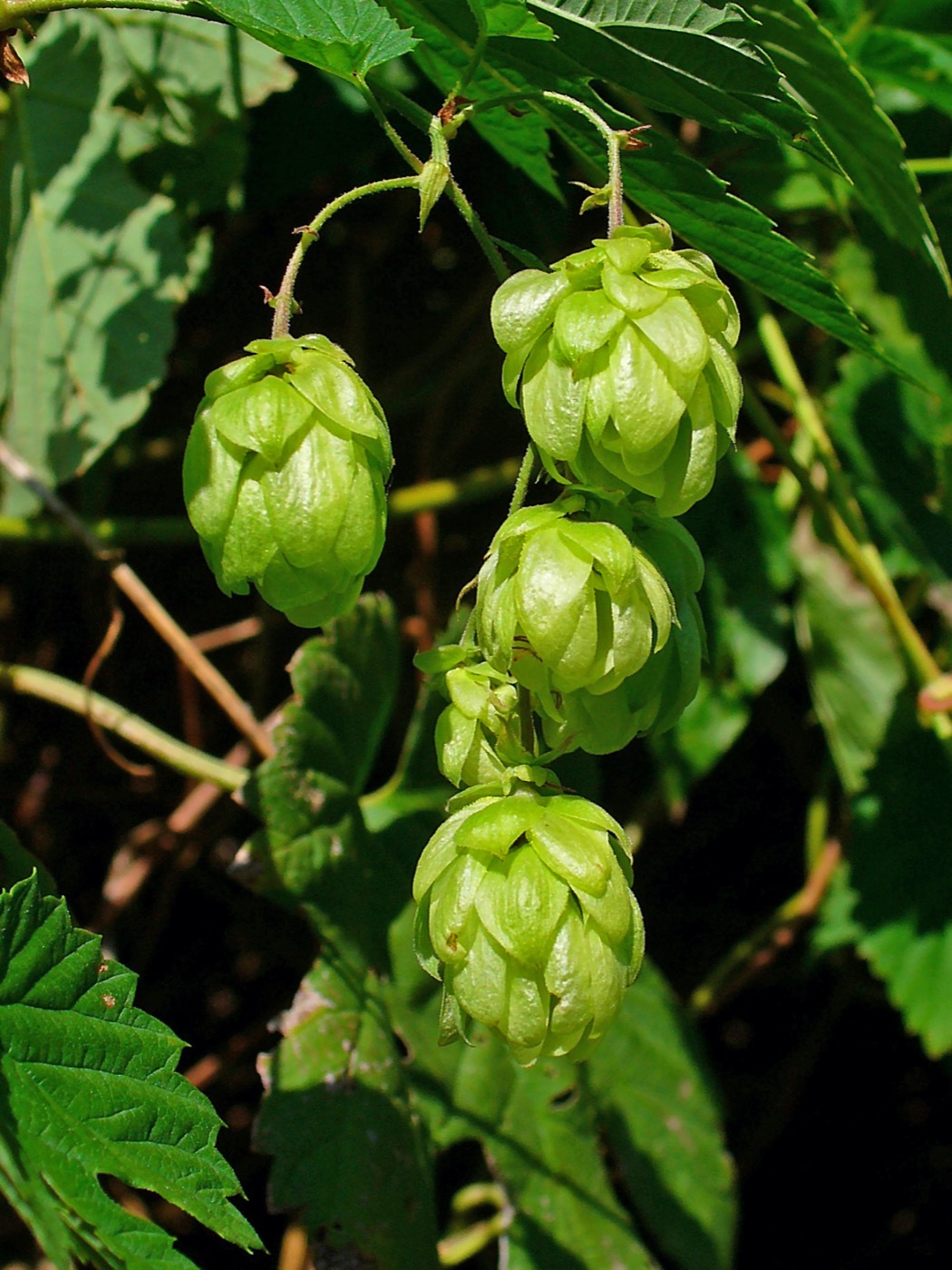 Conos maduros de lúpulo, el cultivo estrella de la ribera del Órbigo leonés y protagonista de la Feria del Lúpulo y la Cerveza de Carrizo