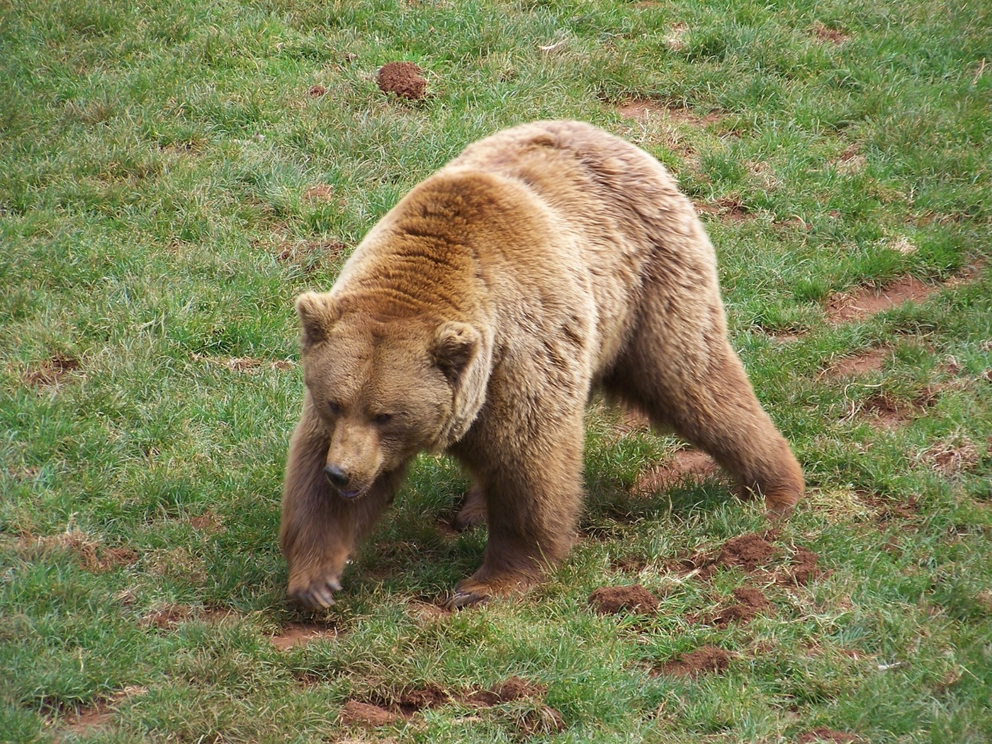 Oso pardo cantábrico en la Cordillera Cantábrica, León